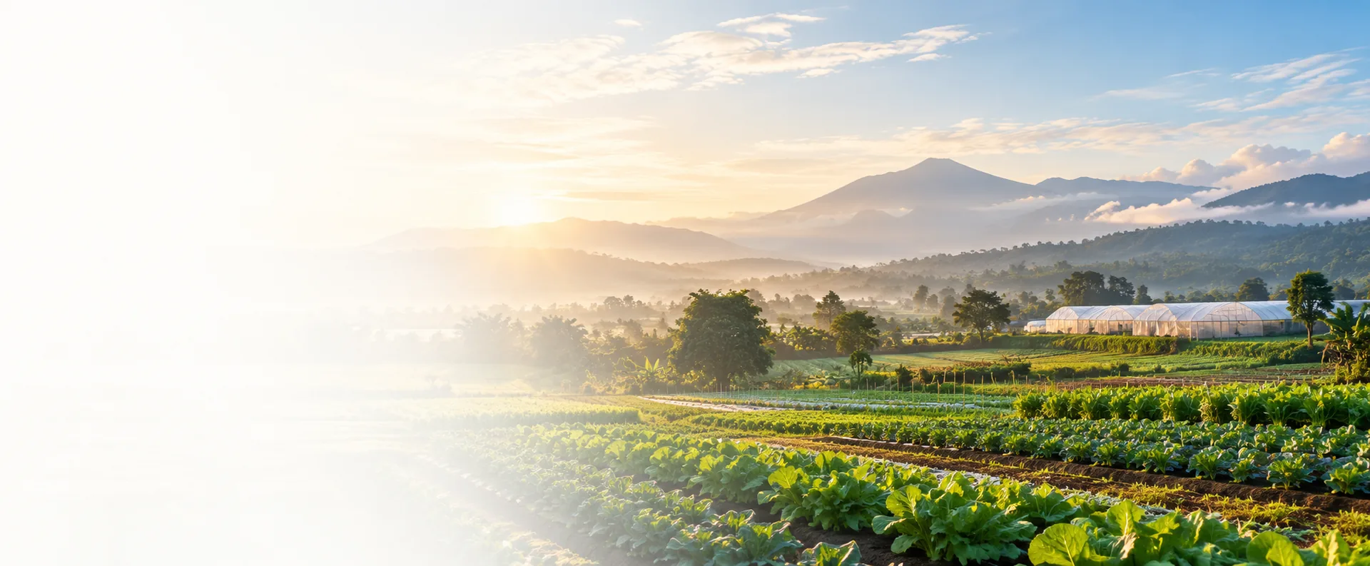 Sunrise over Indonesian farmland and greenhouses