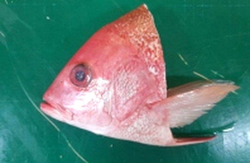 Kepala Kakap Merah