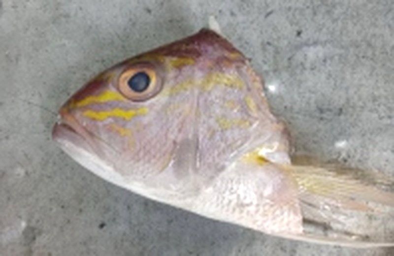 Kepala Jenaha