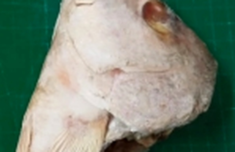 Kepala Angkoli